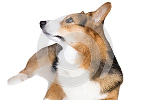 Pembroke Welsh Corgi isolate on white background,front view , Clipping path