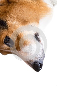 Pembroke Welsh Corgi isolate on white background,front view , Clipping path