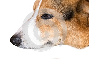Pembroke Welsh Corgi isolate on white background,front view , Clipping path