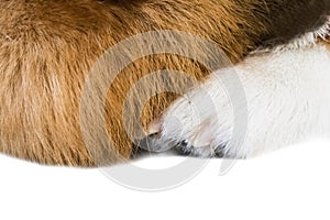 Pembroke Welsh Corgi isolate on white background,front view , Clipping path