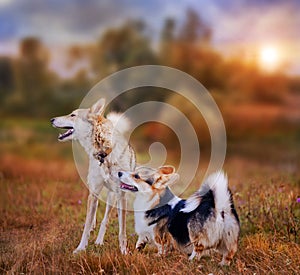 Pembroke Welsh corgi and Laika portrait