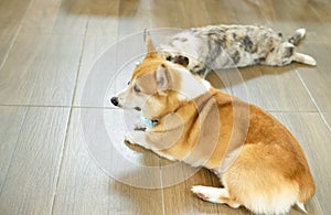 Pembroke Welsh Corgi laying on the ground looking at something