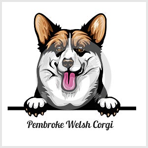 Pembroke Welsh Corgi - Peeking Dogs - breed face head isolated on white