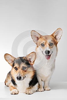 Pembroke Welsh Corgi portrait with copy space, purebred dog