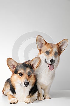 Pembroke Welsh Corgi portrait with copy space, purebred dog