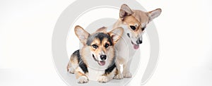 Pembroke Welsh Corgi portrait with copy space, purebred dog