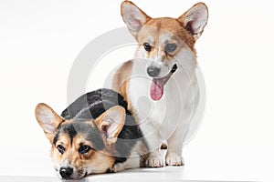 Pembroke Welsh Corgi portrait with copy space, purebred dog