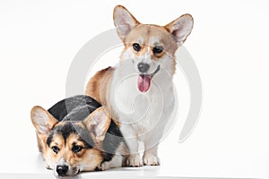 Pembroke Welsh Corgi portrait with copy space, purebred dog