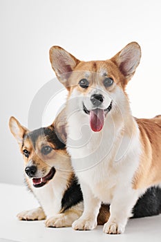 Pembroke Welsh Corgi portrait with copy space, purebred dog