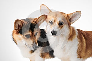 Pembroke Welsh Corgi portrait with copy space, purebred dog