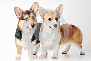 Pembroke Welsh Corgi portrait with copy space, purebred dog