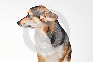 Pembroke Welsh Corgi portrait with copy space, purebred dog