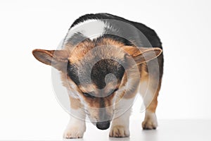 Pembroke Welsh Corgi portrait with copy space, purebred dog