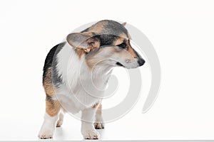 Pembroke Welsh Corgi portrait with copy space, purebred dog