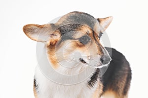 Pembroke Welsh Corgi portrait with copy space, purebred dog