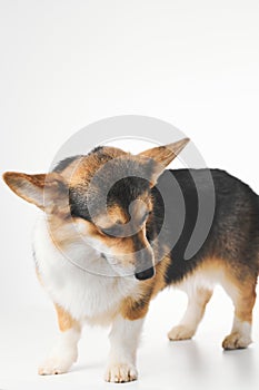 Pembroke Welsh Corgi portrait with copy space, purebred dog