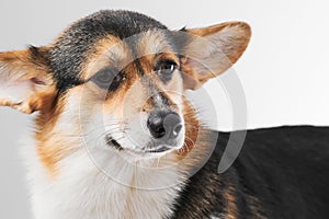 Pembroke Welsh Corgi portrait with copy space, purebred dog