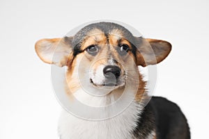 Pembroke Welsh Corgi portrait with copy space, purebred dog