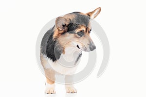 Pembroke Welsh Corgi portrait with copy space, purebred dog