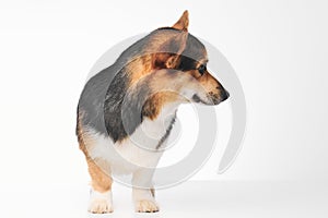 Pembroke Welsh Corgi portrait with copy space, purebred dog