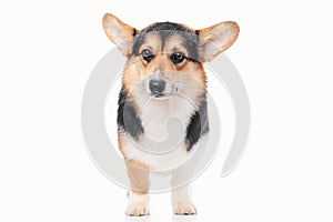 Pembroke Welsh Corgi portrait with copy space, purebred dog