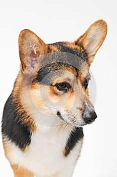 Pembroke Welsh Corgi portrait with copy space, purebred dog