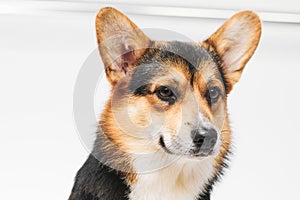 Pembroke Welsh Corgi portrait with copy space, purebred dog