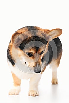 Pembroke Welsh Corgi portrait with copy space, purebred dog