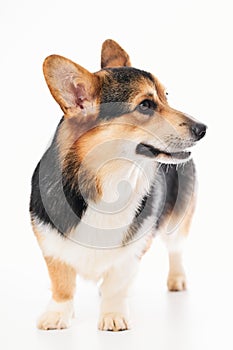 Pembroke Welsh Corgi portrait with copy space, purebred dog