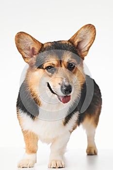 Pembroke Welsh Corgi portrait with copy space, purebred dog