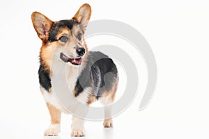 Pembroke Welsh Corgi portrait with copy space, purebred dog