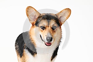 Pembroke Welsh Corgi portrait with copy space, purebred dog