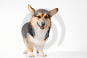 Pembroke Welsh Corgi portrait with copy space, purebred dog