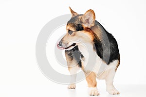 Pembroke Welsh Corgi portrait with copy space, purebred dog