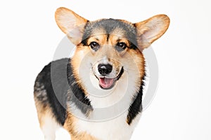 Pembroke Welsh Corgi portrait with copy space, purebred dog