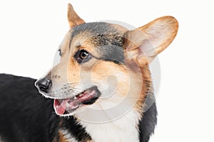 Pembroke Welsh Corgi portrait with copy space, purebred dog