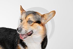 Pembroke Welsh Corgi portrait with copy space, purebred dog