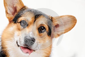 Pembroke Welsh Corgi portrait with copy space, purebred dog