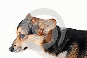 Pembroke Welsh Corgi portrait with copy space, purebred dog