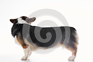 Pembroke Welsh Corgi portrait with copy space, purebred dog