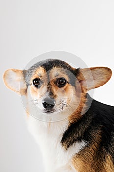 Pembroke Welsh Corgi portrait with copy space, purebred dog