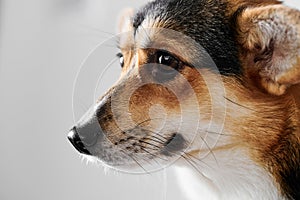 Pembroke Welsh Corgi portrait with copy space, purebred dog