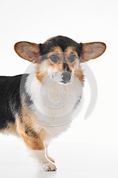 Pembroke Welsh Corgi portrait with copy space, purebred dog