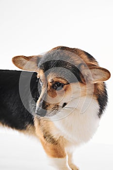 Pembroke Welsh Corgi portrait with copy space, purebred dog