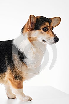 Pembroke Welsh Corgi portrait with copy space, purebred dog