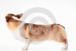 Pembroke Welsh Corgi portrait with copy space, purebred dog