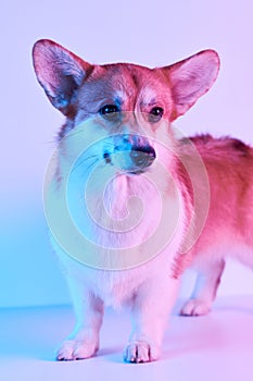 Pembroke Welsh Corgi, portrait of dog