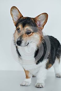 Pembroke Welsh Corgi, portrait of dog