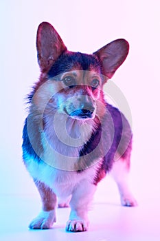 Pembroke Welsh Corgi, portrait of dog