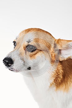 Pembroke Welsh Corgi, portrait of purebred dog